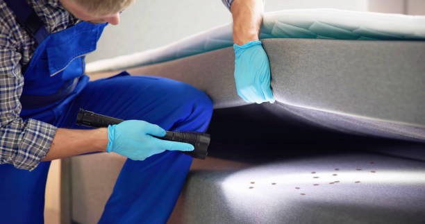Best Wasp Removal Services  in San Angelo, TX