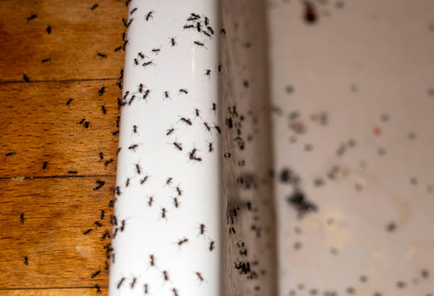 Reliable San Angelo, TX Pest Control Solutions
