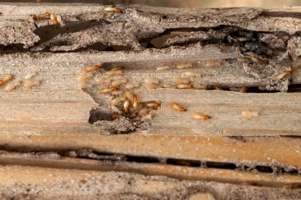Best Pest Control Near Me in San Angelo, TX