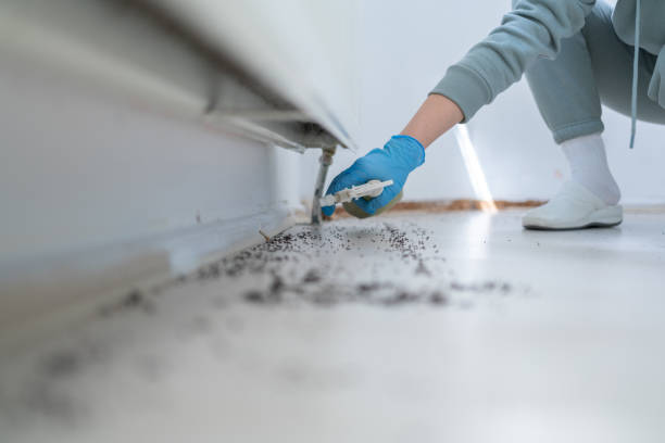 Best Best Pest Control Companies  in San Angelo, TX